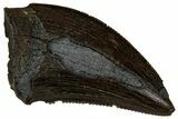 Serrated, Tyrannosaur (Nanotyrannus) Tooth - Montana #350377-1
